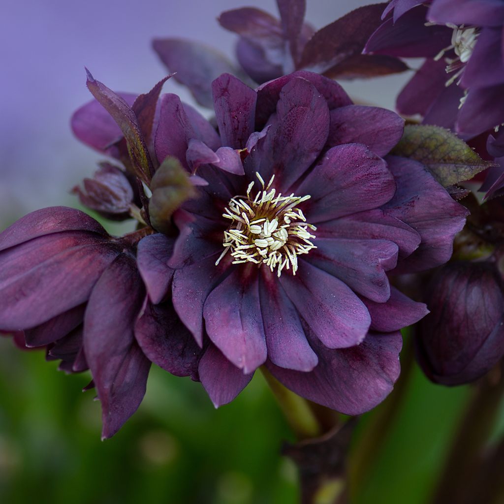 Helleborus orientalis Double Preta