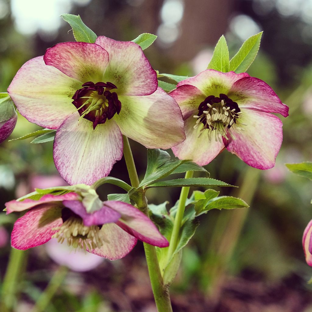 Helleborus orientalis Picotee - Rosa quaresmal
