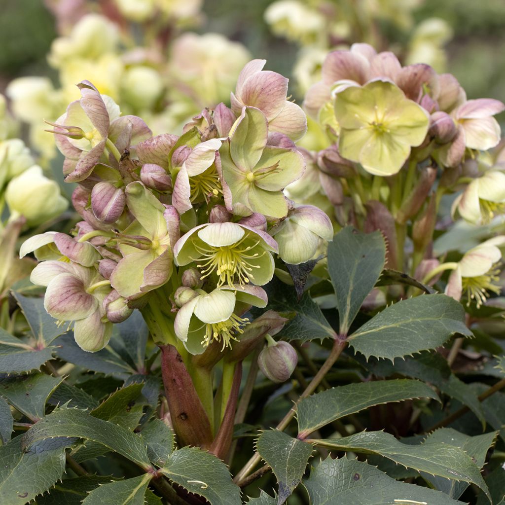 Helleborus sternii - Heléboro rosa