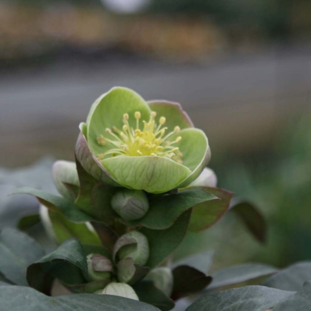 Helleborus sternii Grey Star