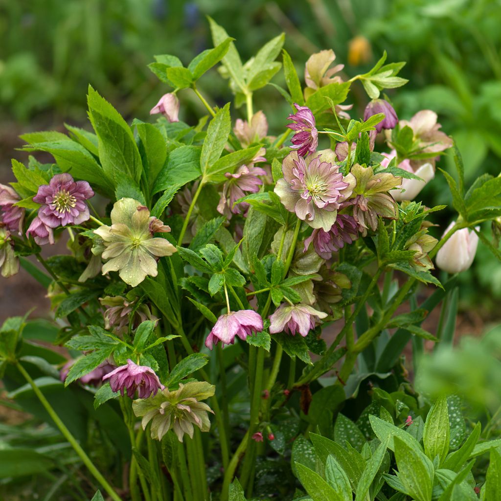 Helleborus torquatus Party Dress Hybriden
