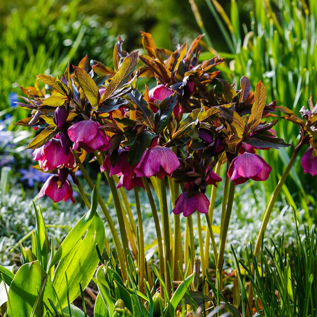 Helleborus orientalis subsp. abchasicus