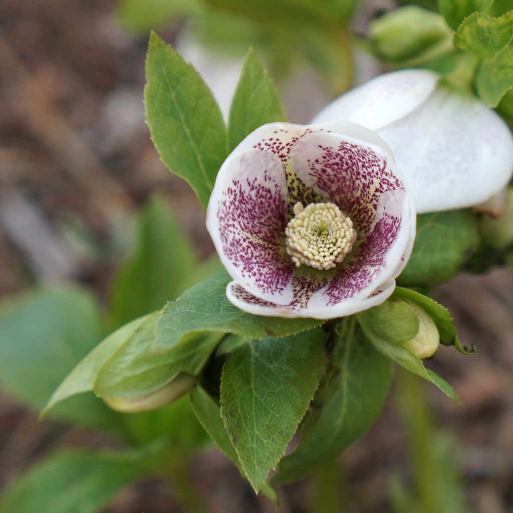 Helleborus orientalis Spotted Hybrid