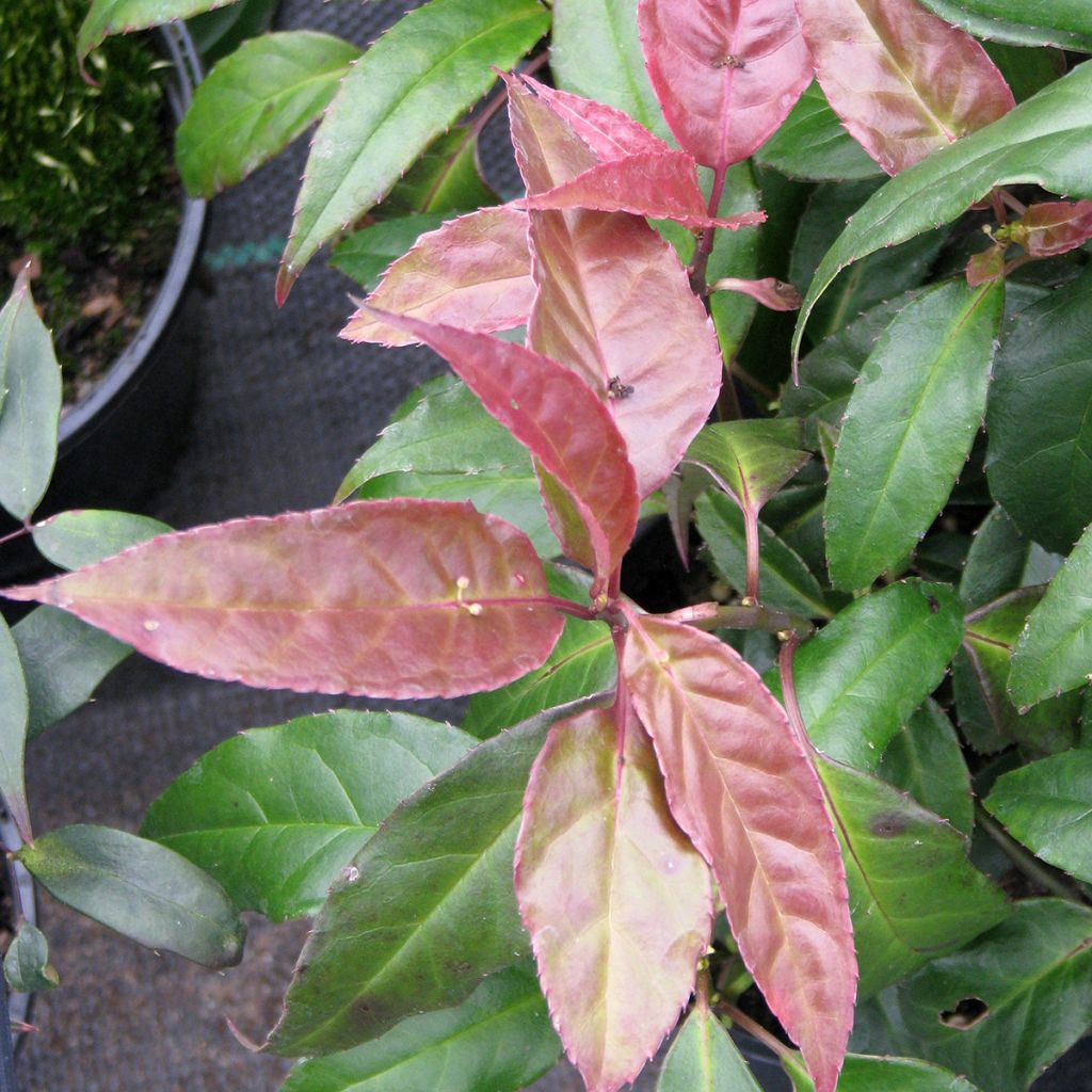 Helwingia chinensis fêmea