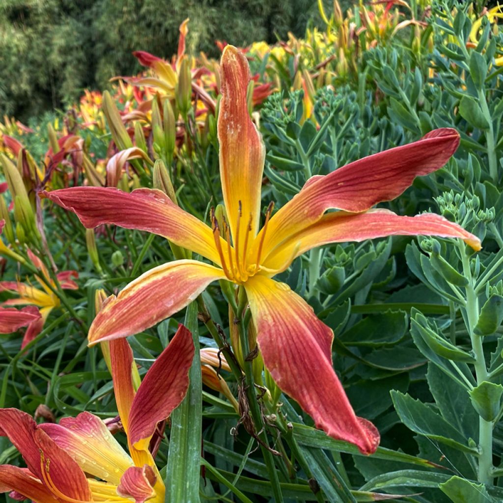 Hemerocallis Hot Wheels