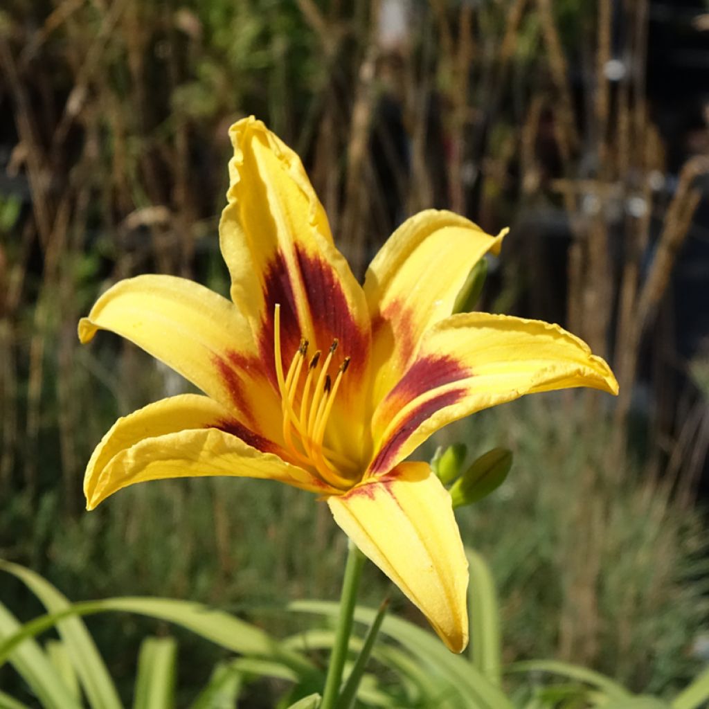 Hemerocallis Bonanza