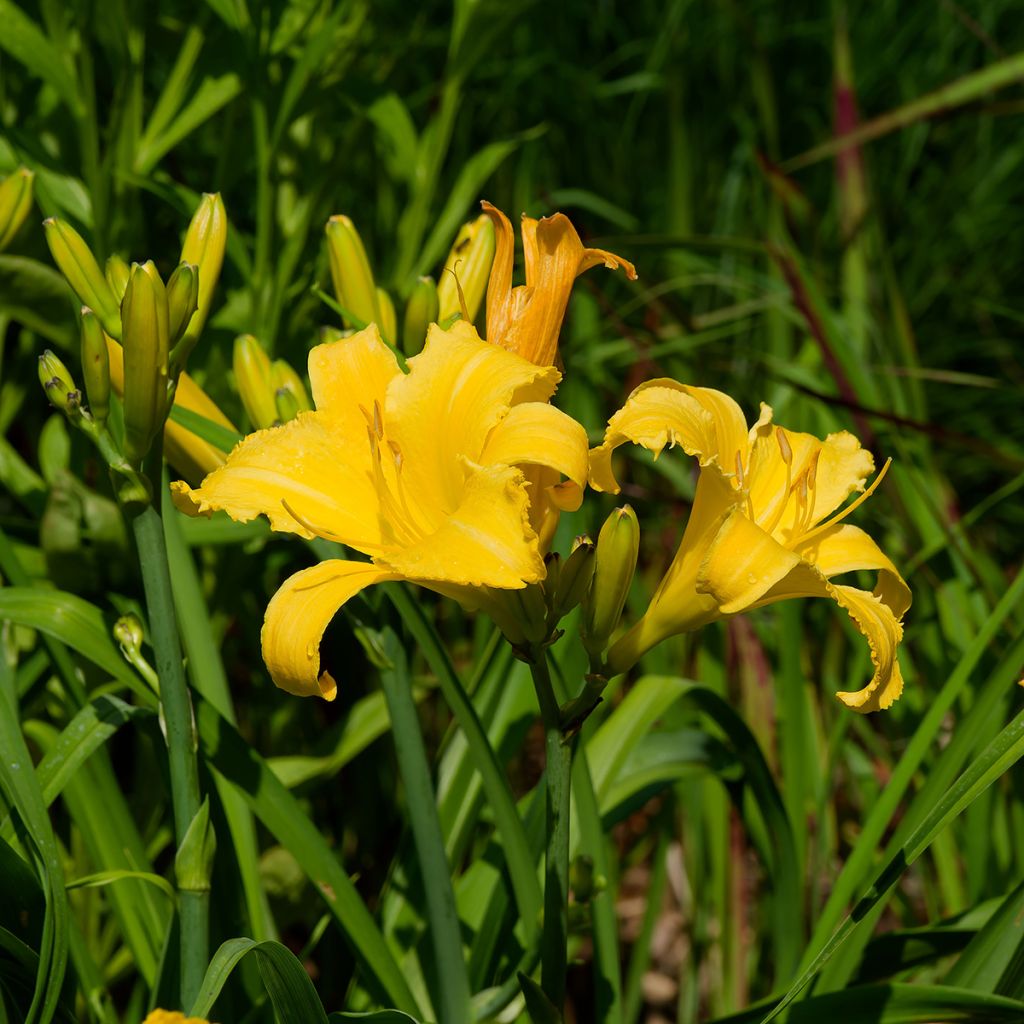 Hemerocallis Cartwheels