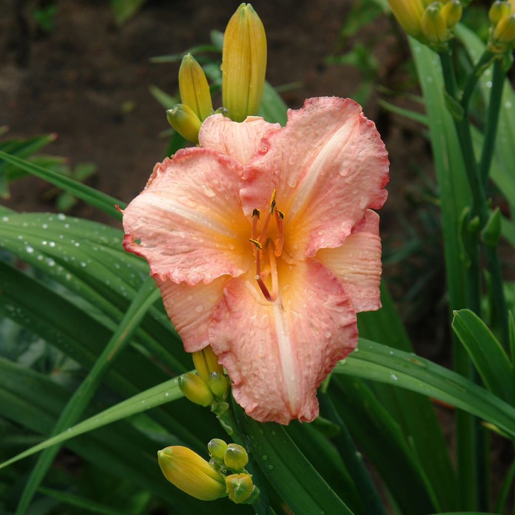 Hemerocallis Children's Festival
