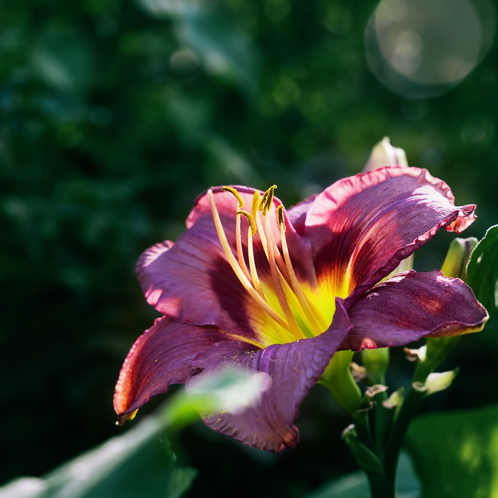 Hemerocallis Daring Deception