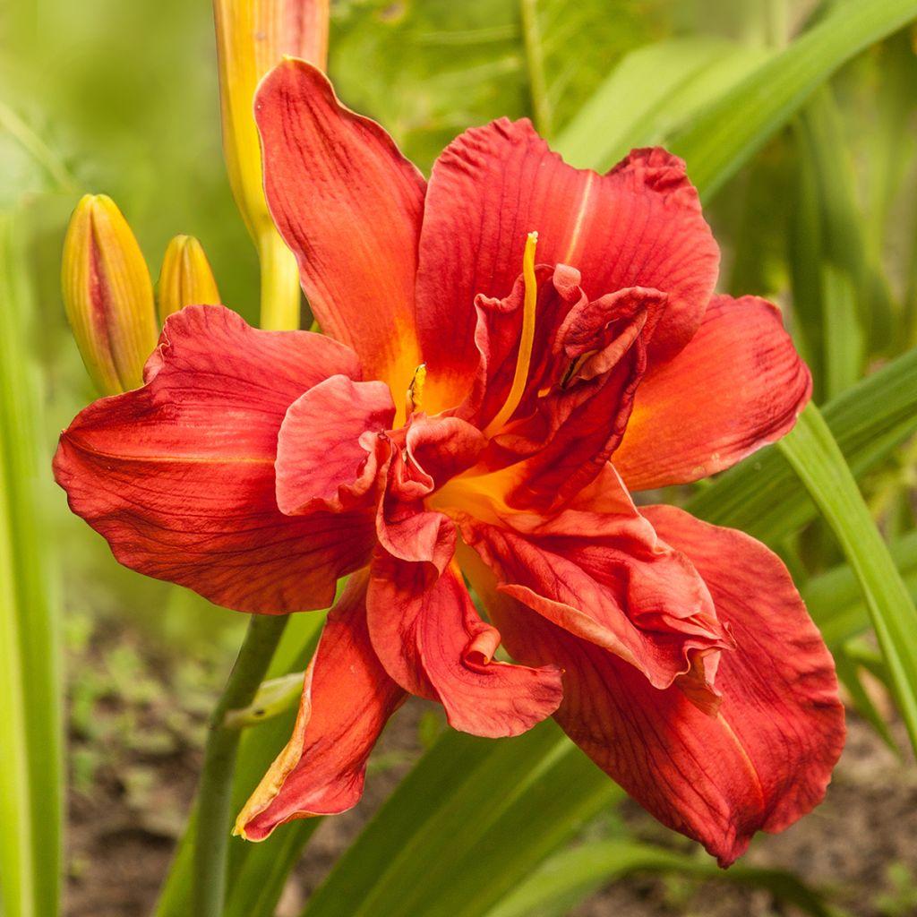 Hemerocallis Highland Lord
