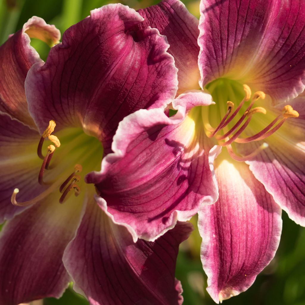 Hemerocallis Indian Giver