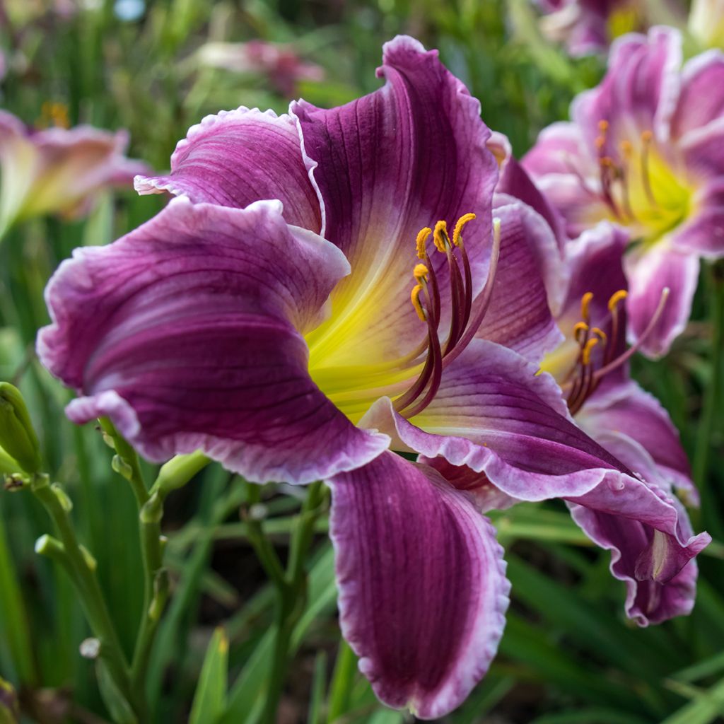 Hemerocallis Indian Giver