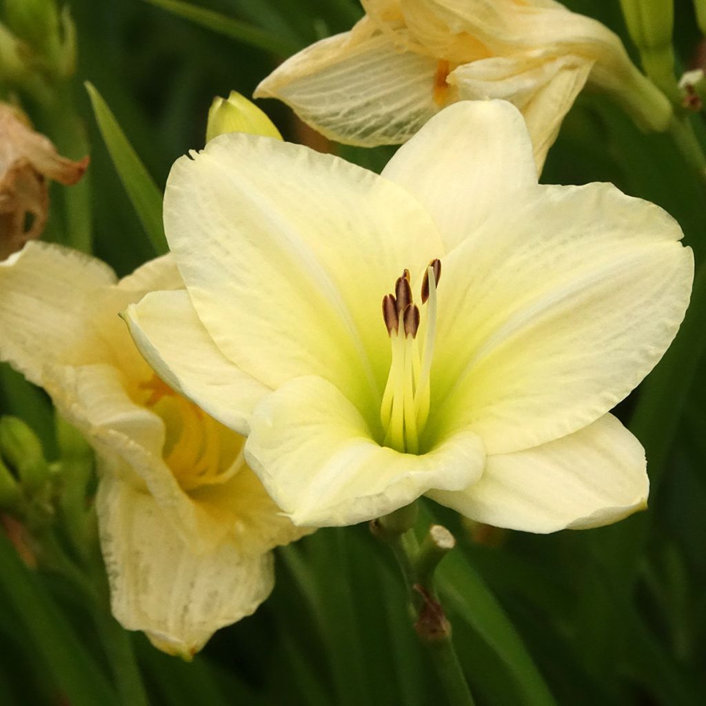 Hemerocallis Joan Senior