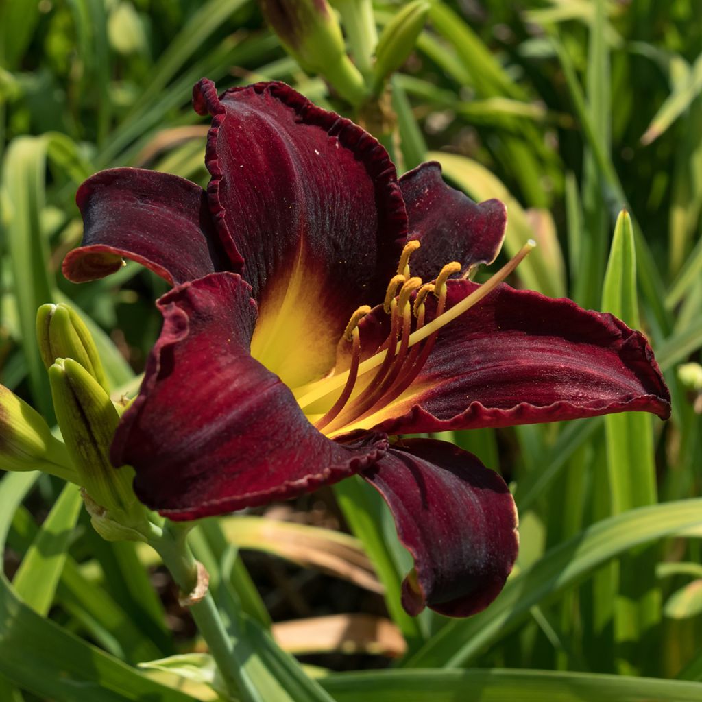 Hemerocallis Midnight Magic
