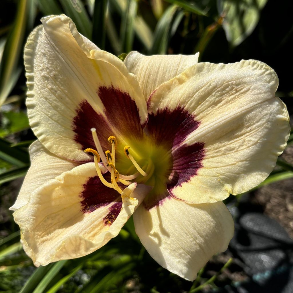 Hemerocallis Moonlight Masquerade