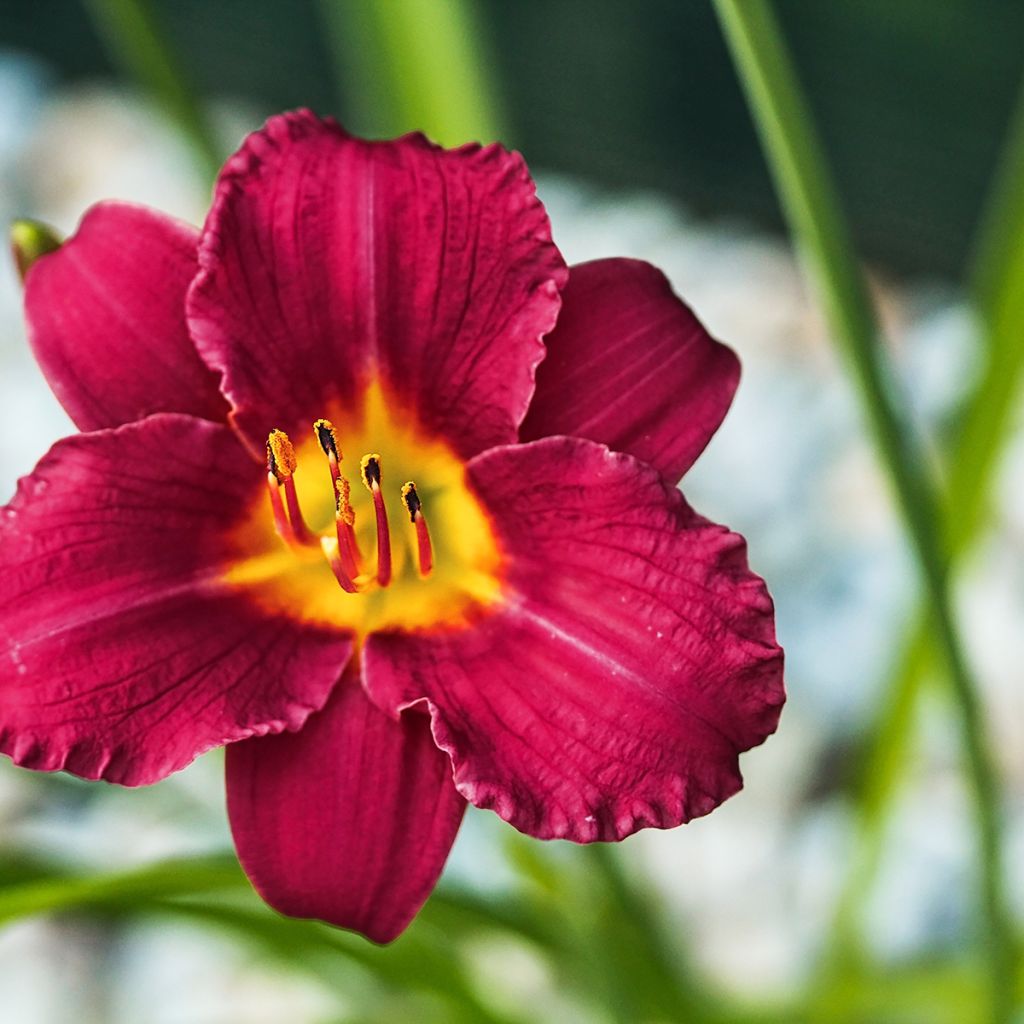 Hemerocallis Pardon Me