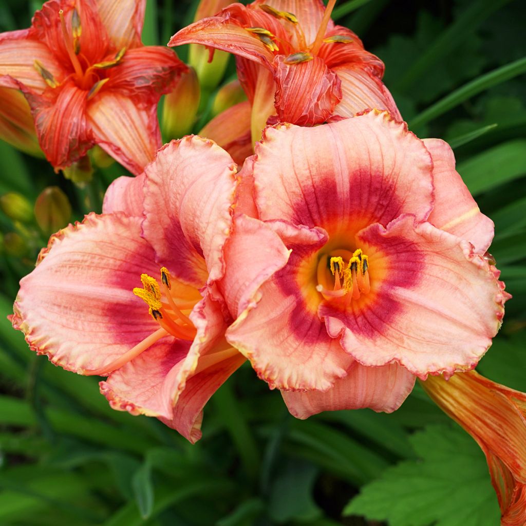 Hemerocallis Rosy Returns