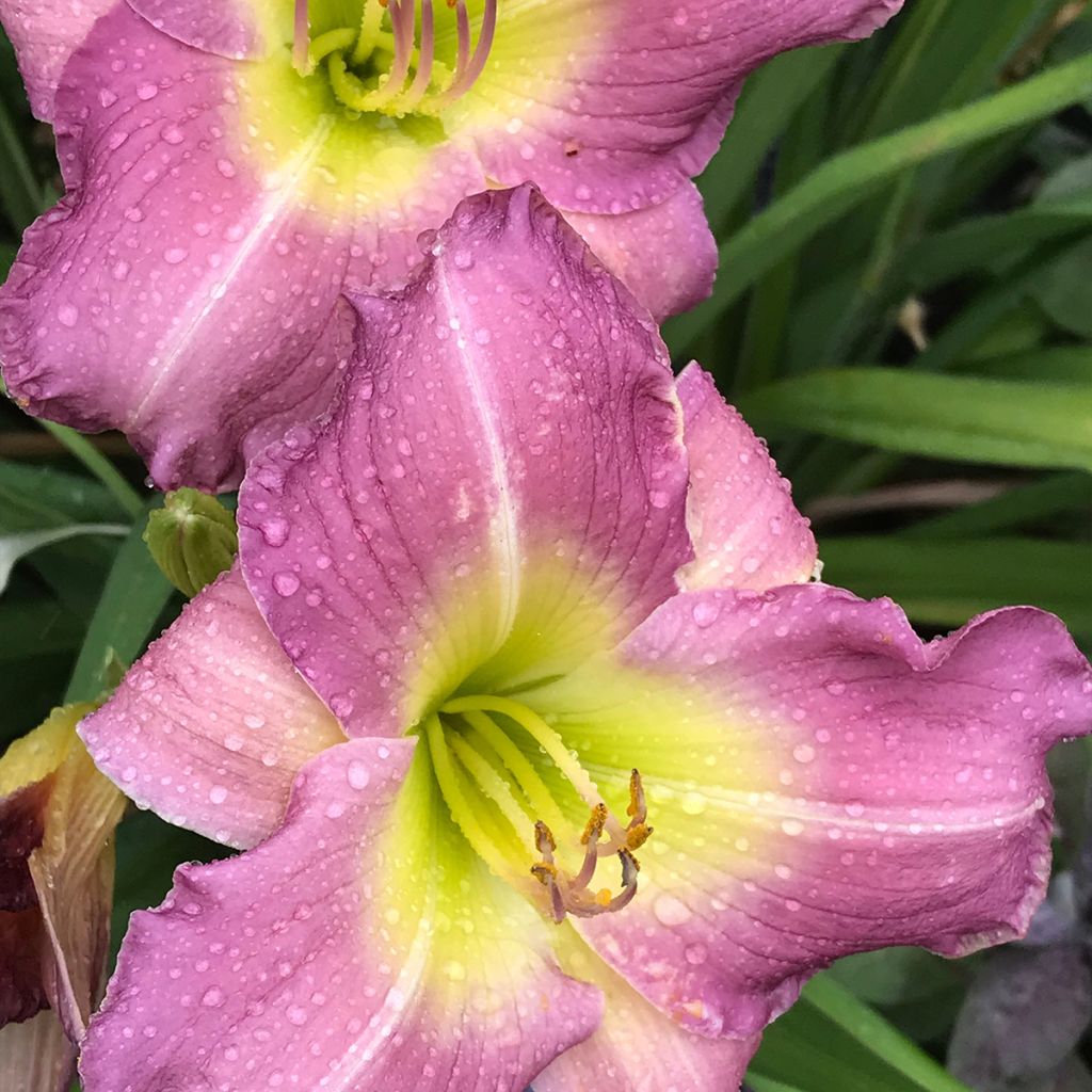 Hémérocalle Royal Flair