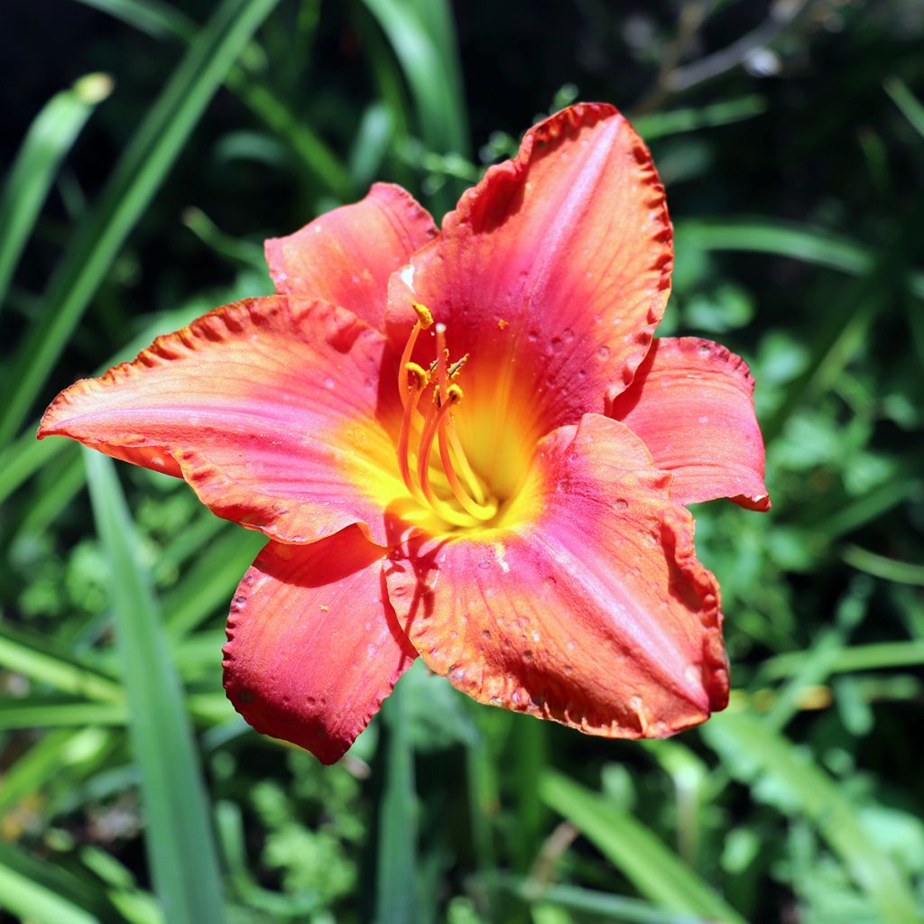 Hemerocallis South Seas