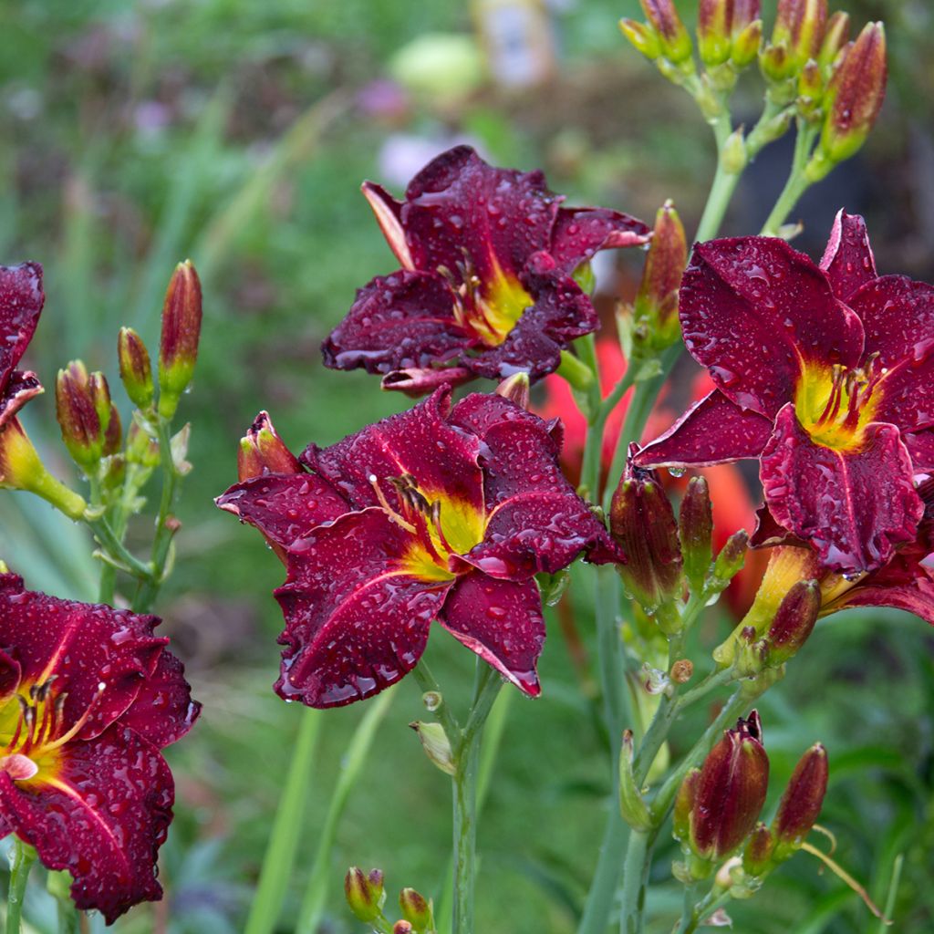 Hemerocallis Strutter's Ball