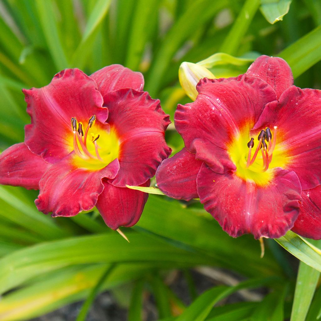 Hemerocallis Study in Scarlet