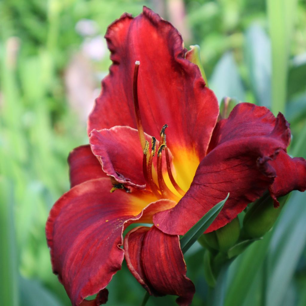 Hemerocallis Velvet Robe