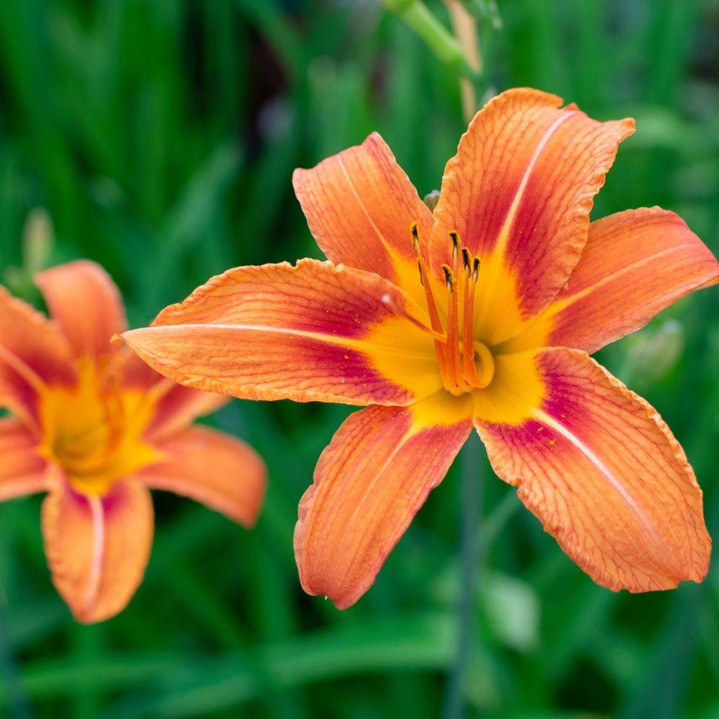 Hemerocallis fulva