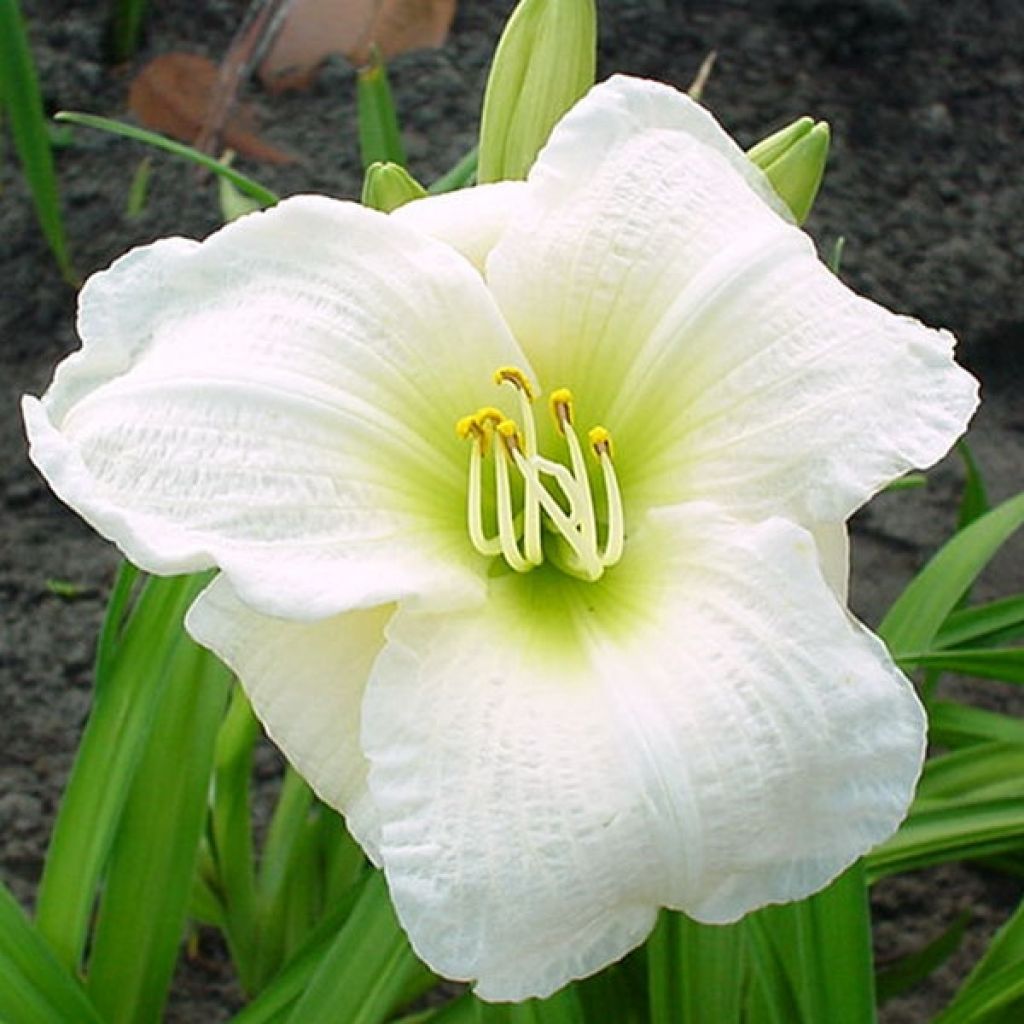 Hemerocallis Gentle Shepherd