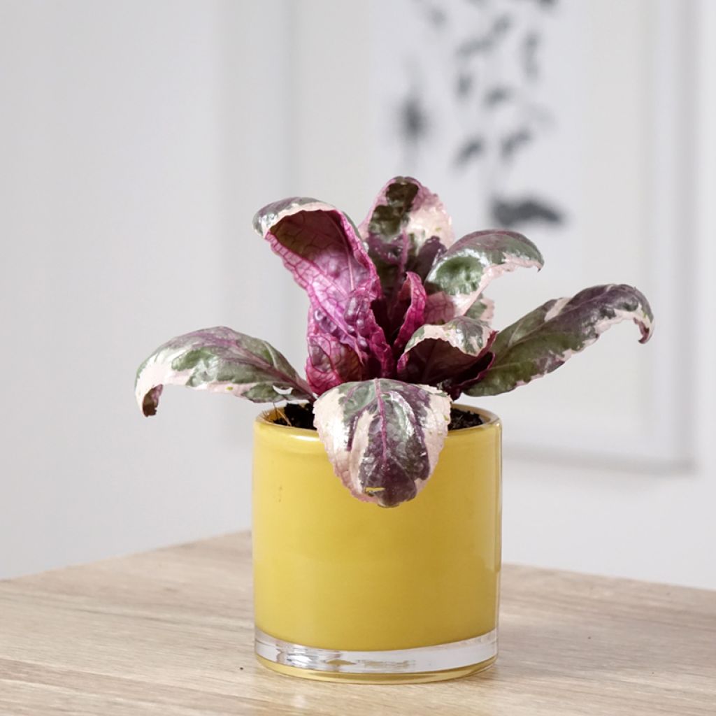 Hemigraphis alternata Snow White