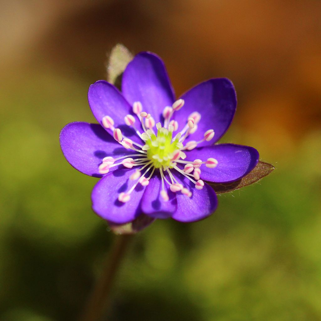 Hepatica nobilis Purple Forest