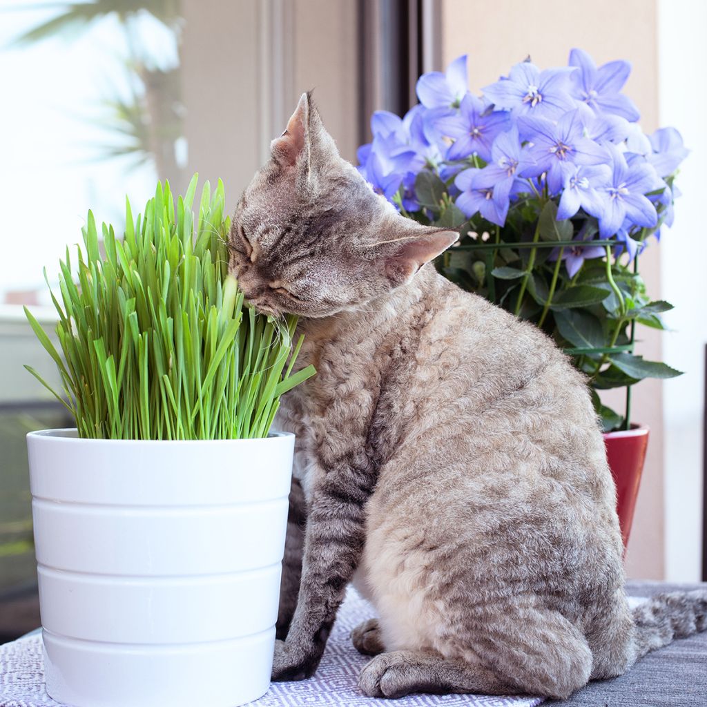 Relva para gatos - Mistura de gramíneas