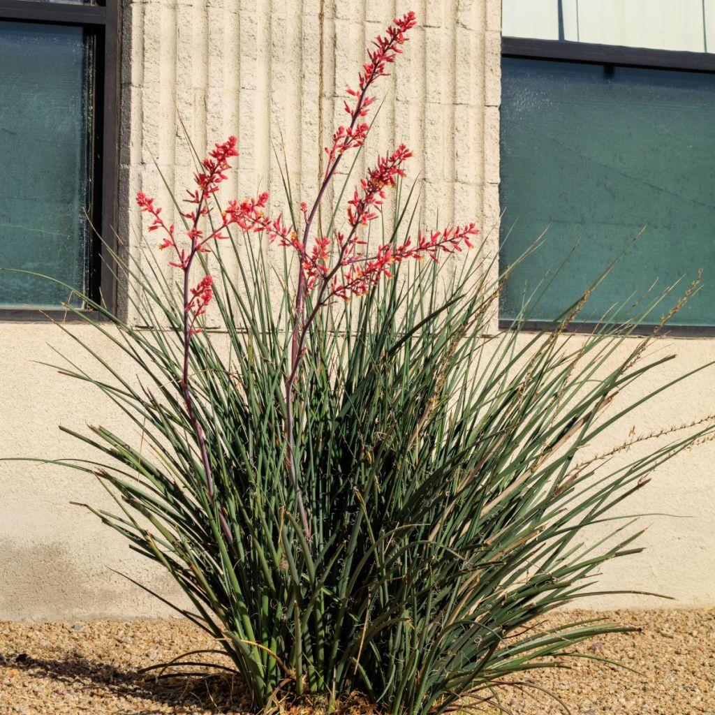 Hesperaloe parviflora Arizona Sunrise