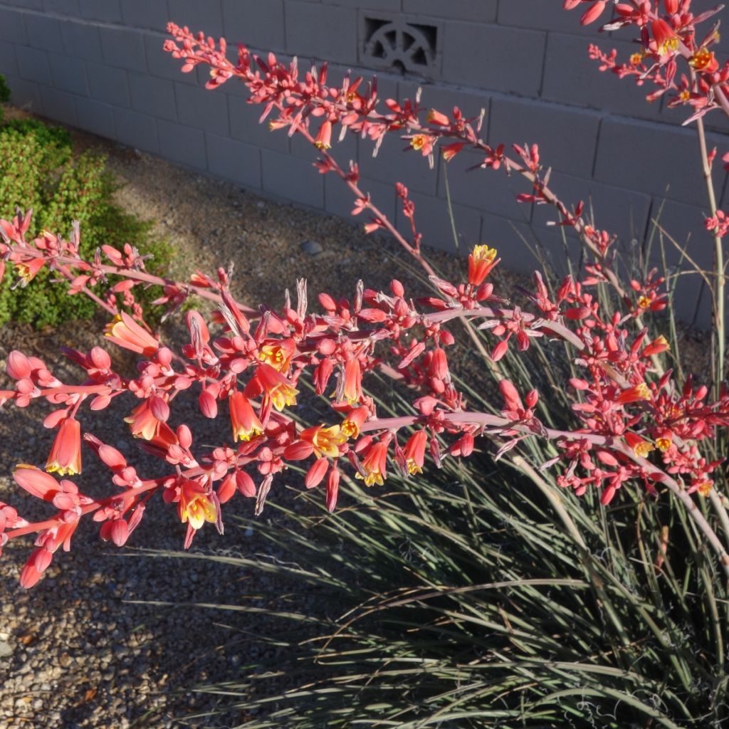 Hesperaloe parviflora Arizona Sunrise