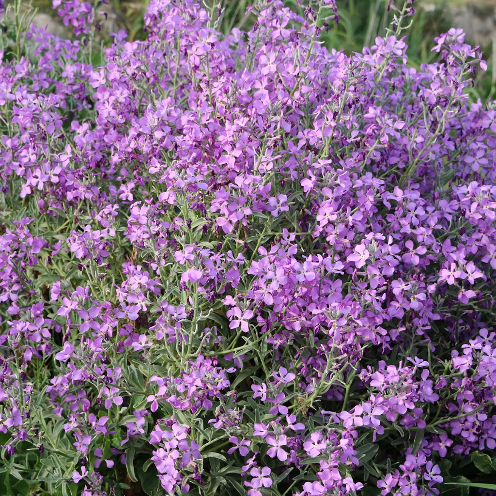 Hesperis matronalis