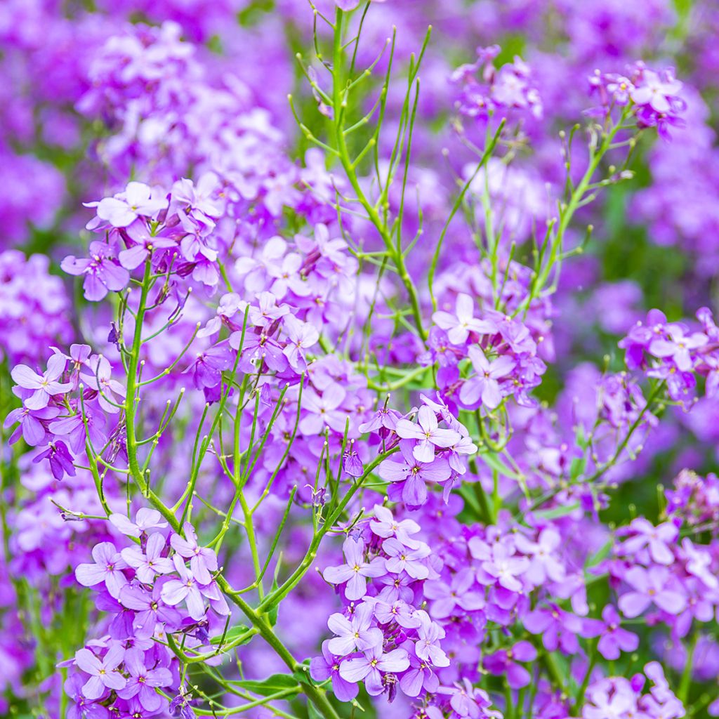 Hesperis matronalis