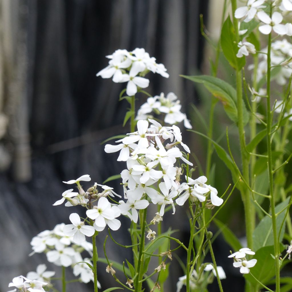 Hesperis matronalis Alba em sementes