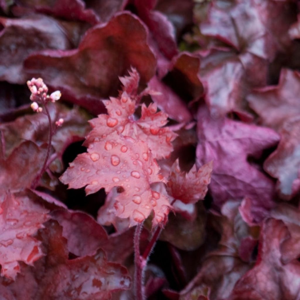 Heuchera Fire Chief