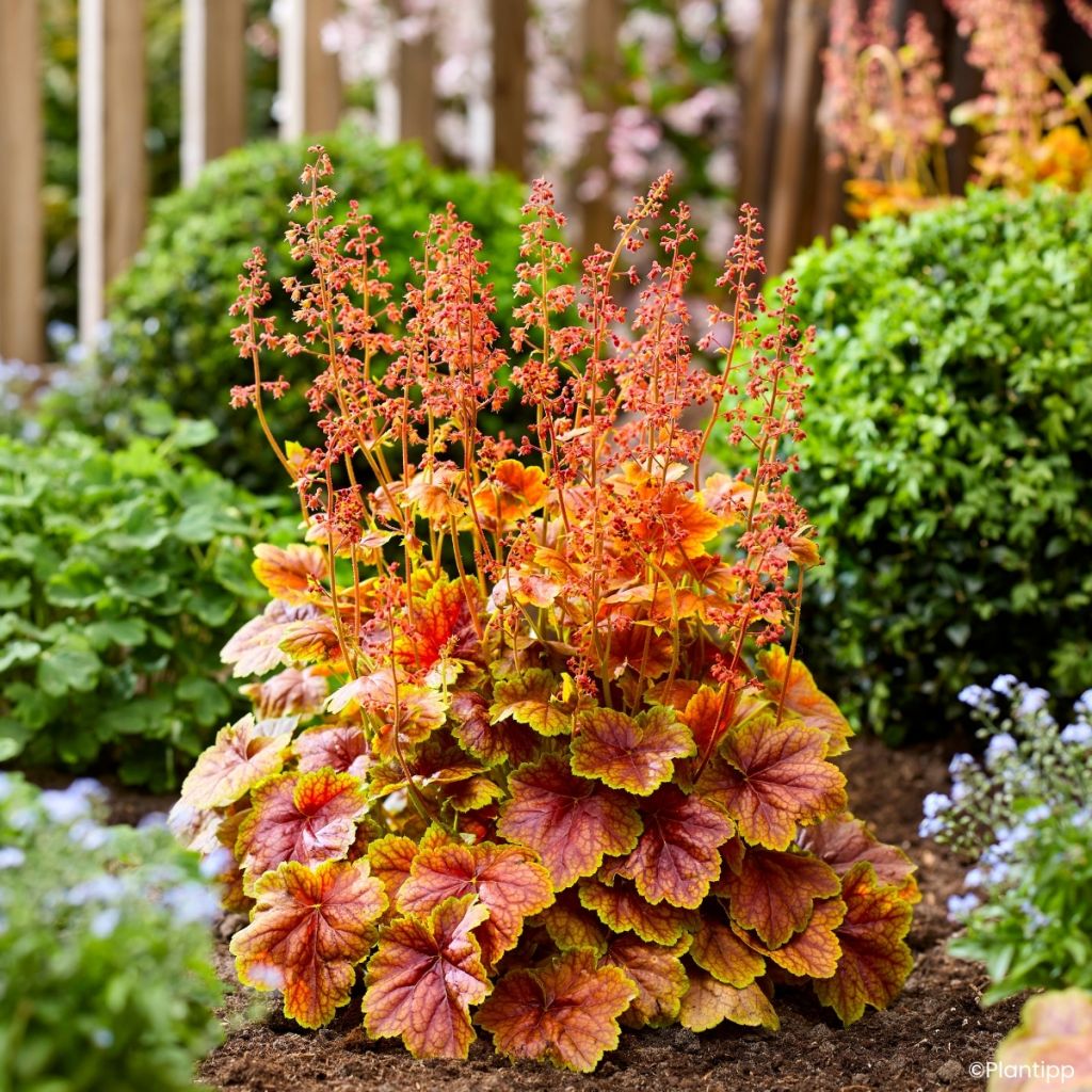 Heuchera Eternal Flame - Sino-de-coral