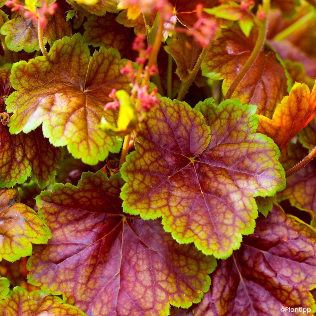 Heuchera Eternal Flame - Sino-de-coral