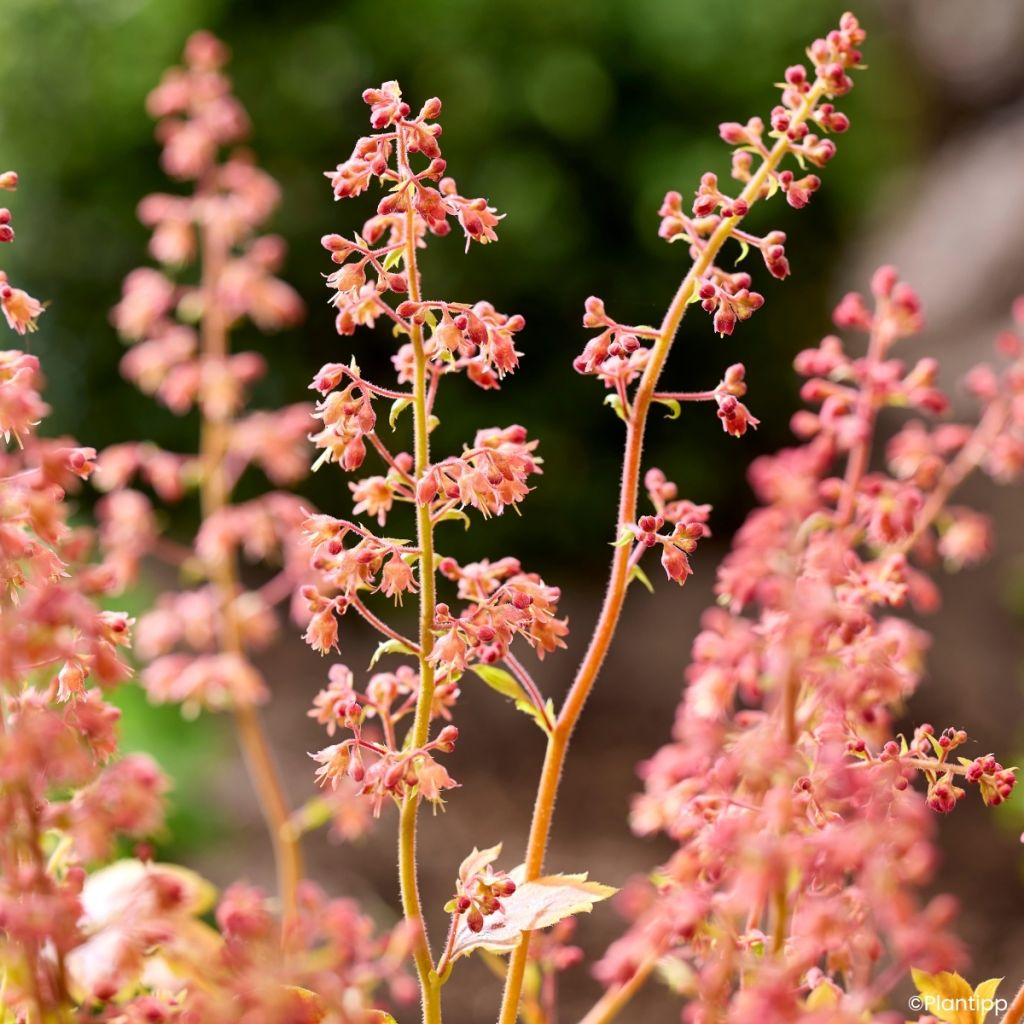 Heuchera Eternal Flame - Sino-de-coral