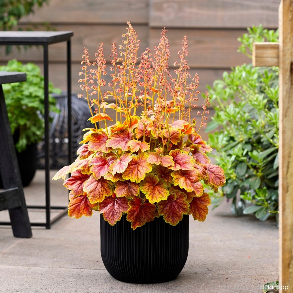 Heuchera Eternal Flame - Sino-de-coral