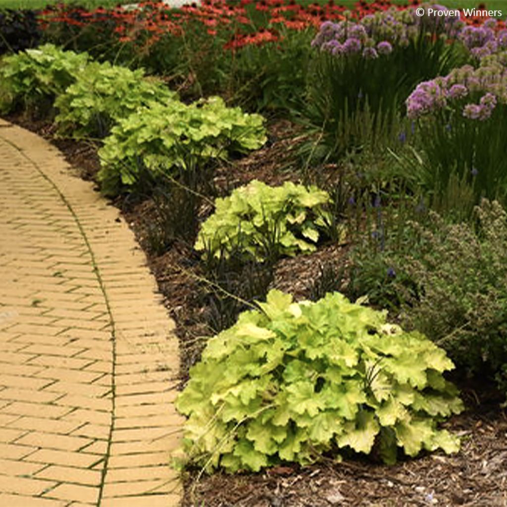 Heuchera Pretty Pistachio PRIMO