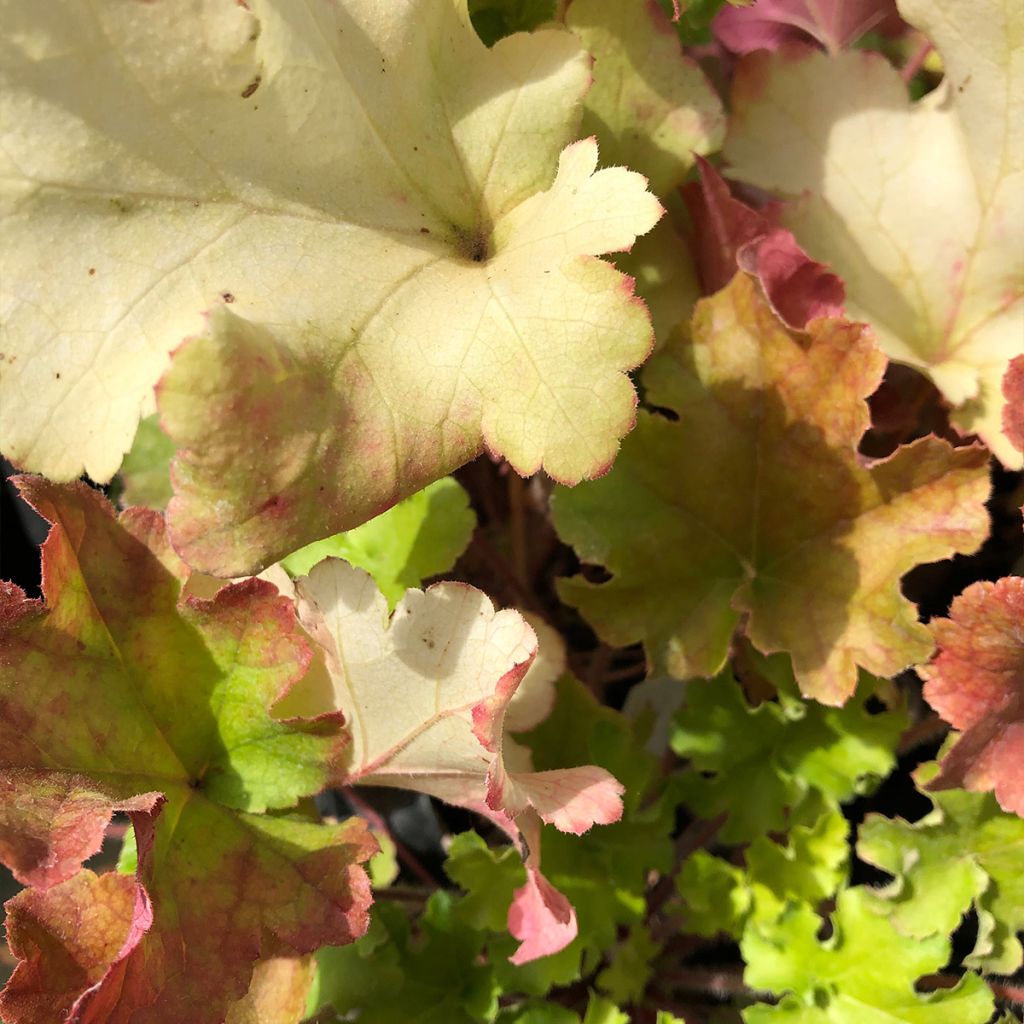 Heuchera Lime Marmalade