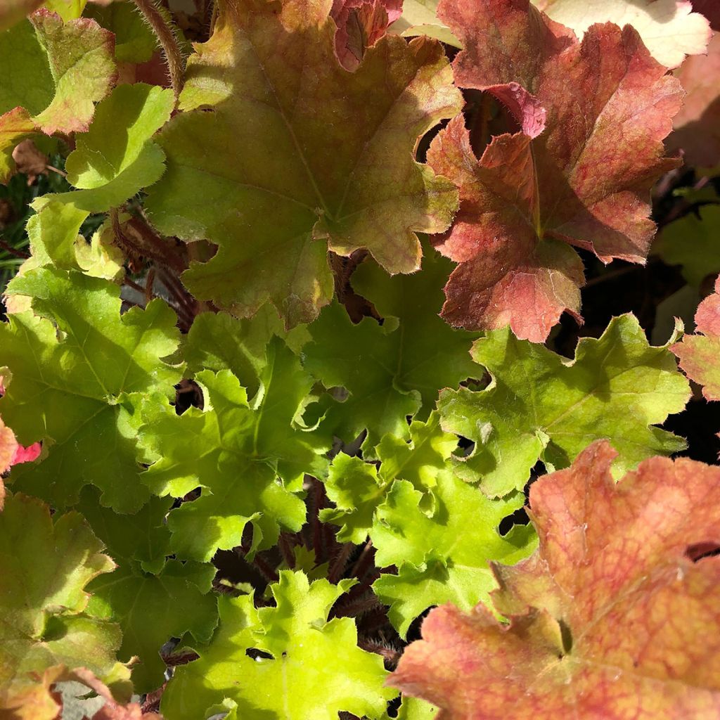Heuchera Lime Marmalade