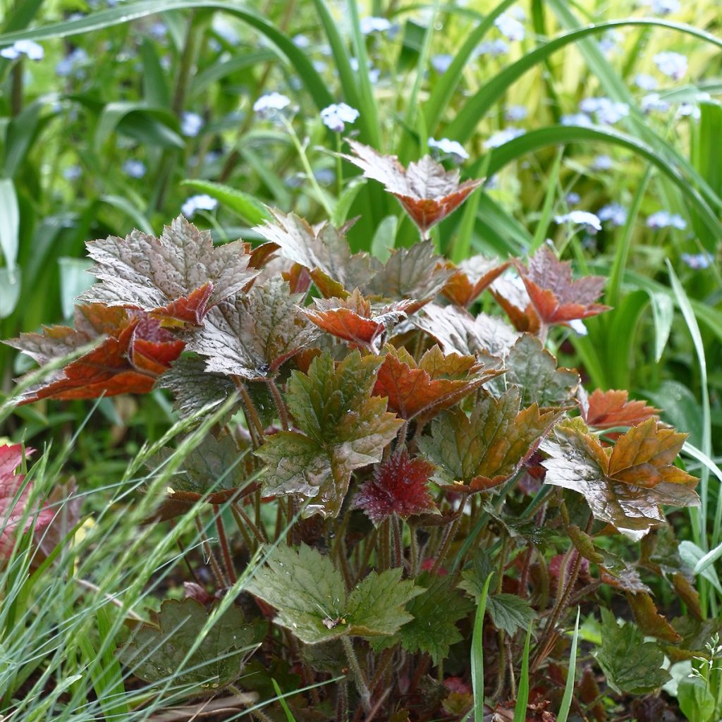 Heuchera micrantha var. diversifolia Palace Purple