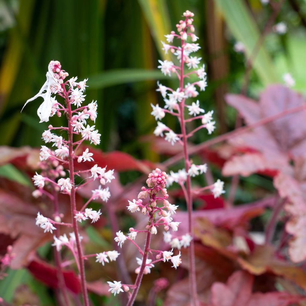 Heuchera micrantha var. diversifolia Palace Purple