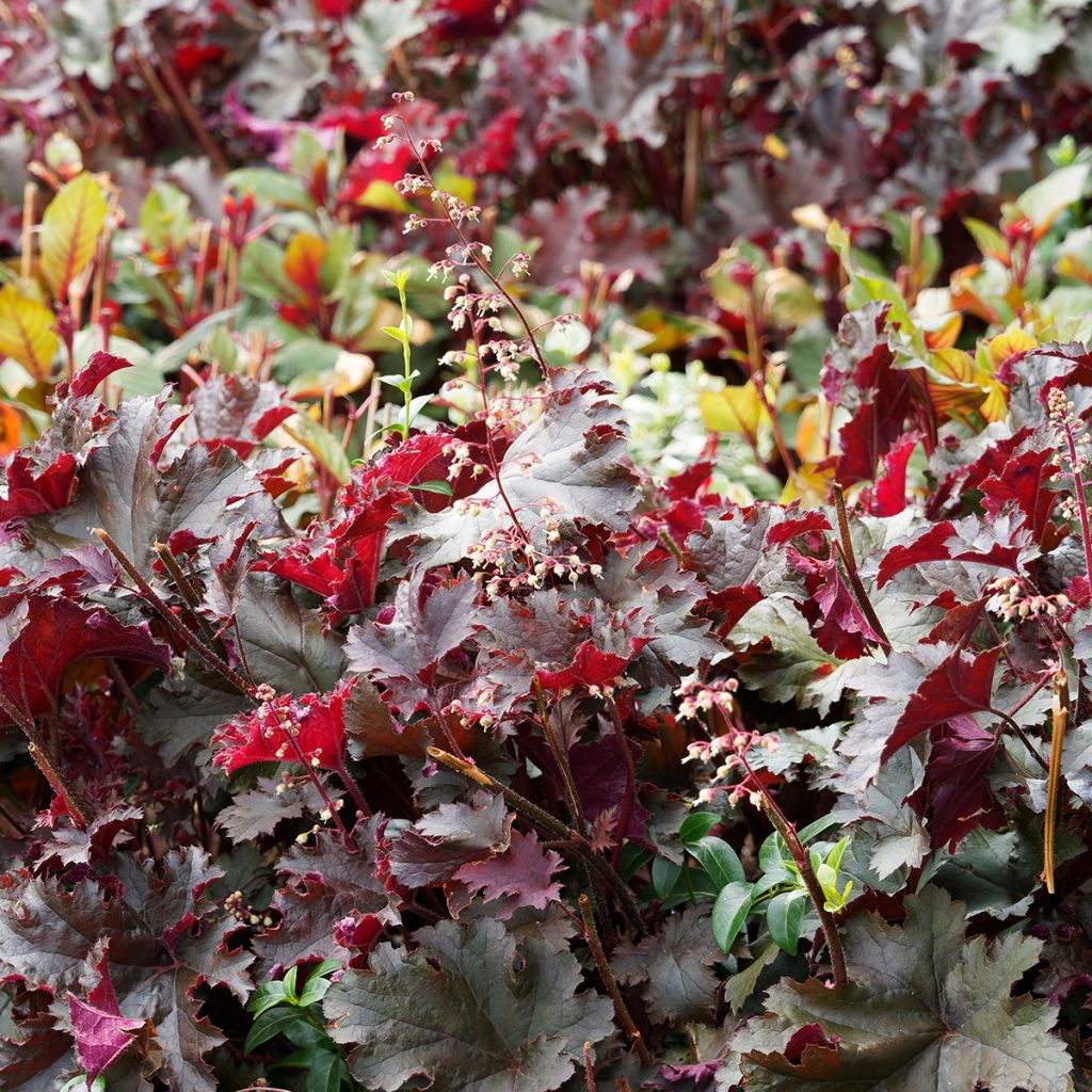 Heuchera micrantha var. diversifolia Palace Purple