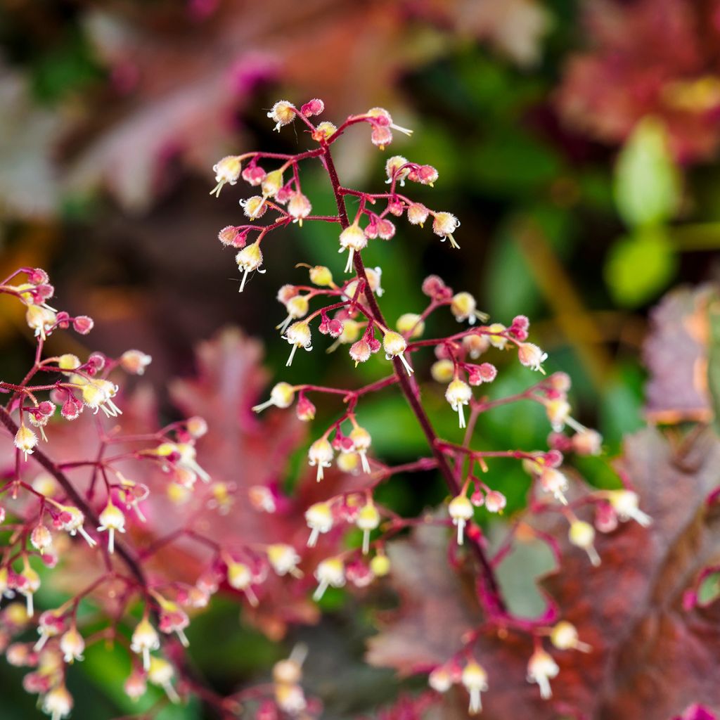 Heuchera micrantha var. diversifolia Palace Purple