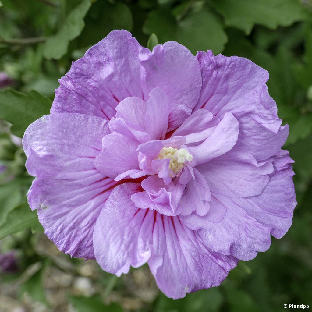 Hibisco-da-síria Lavender Chiffon - Hibiscus syriacus