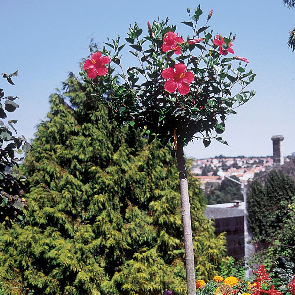 Hibiscus rosa-chinensis Sunny Cities Premiere Red - Hibisco-da-china